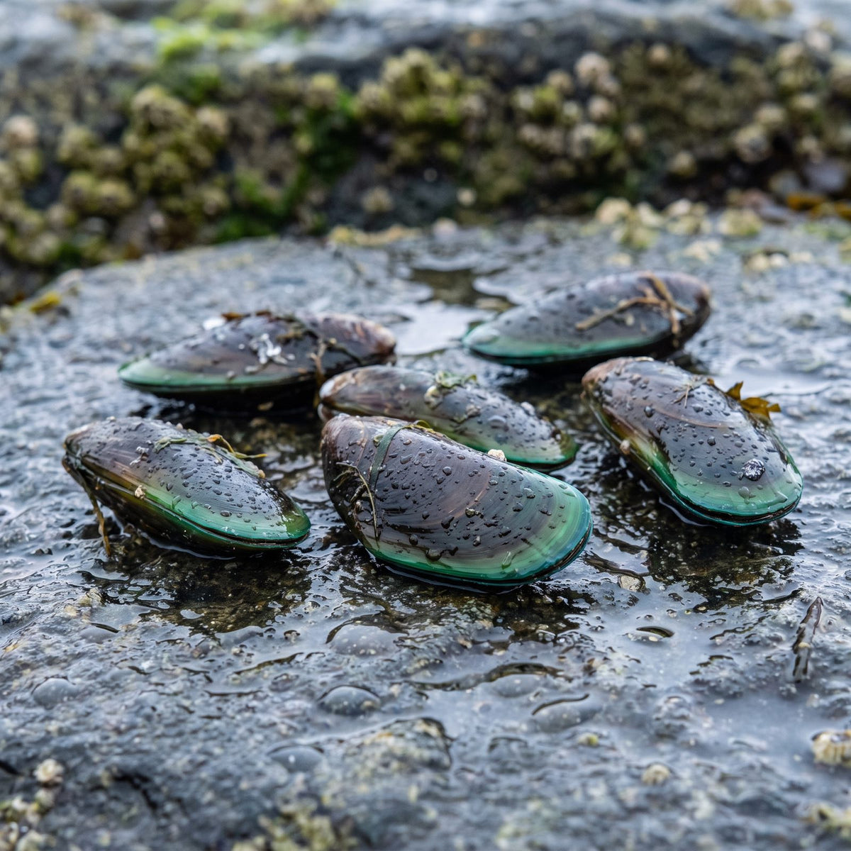 Fresh green-lipped mussels on a wet rock, the source of the Omega XL oil
